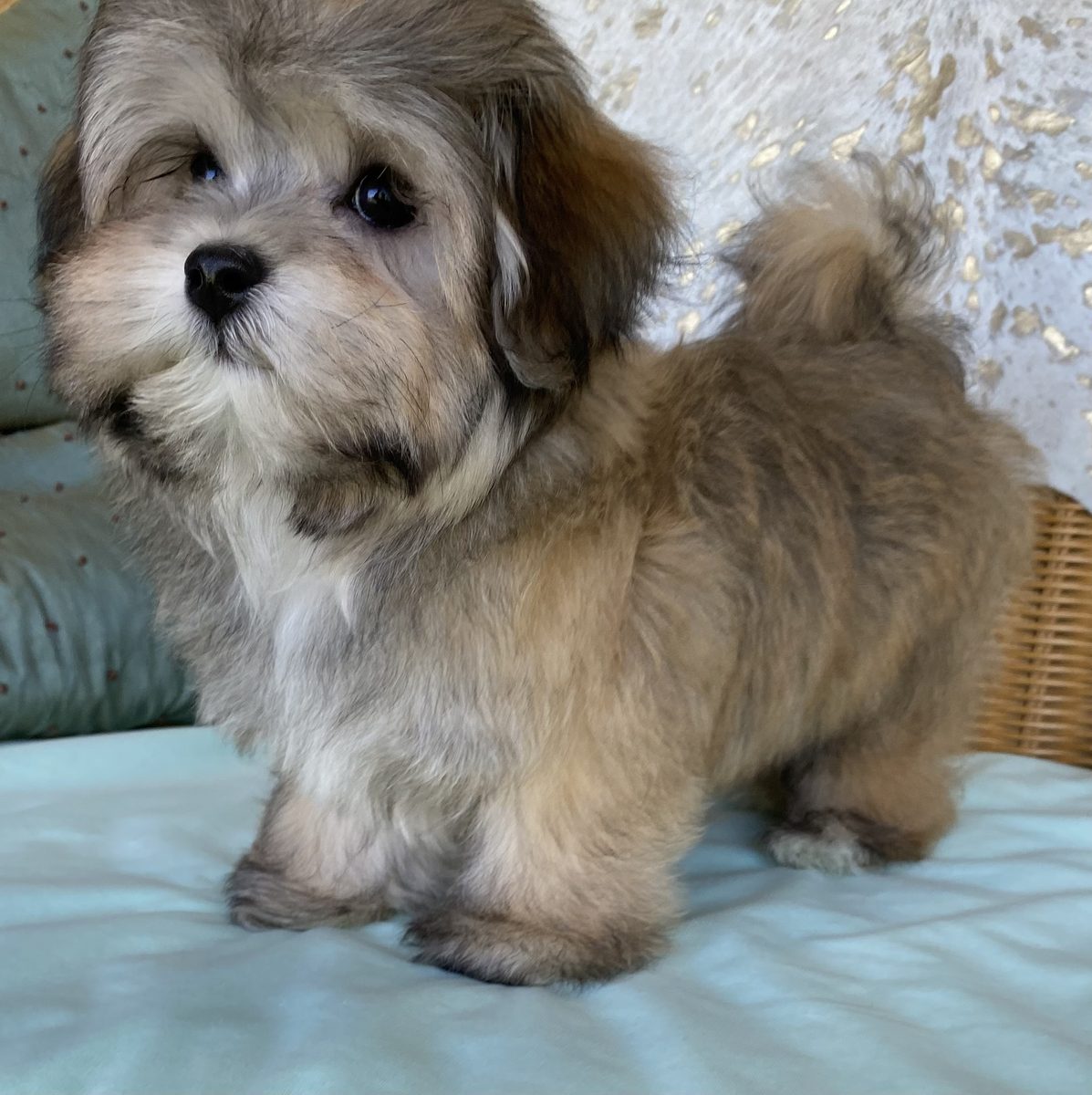 Red sable Havanese puppy standing on a blue cushion