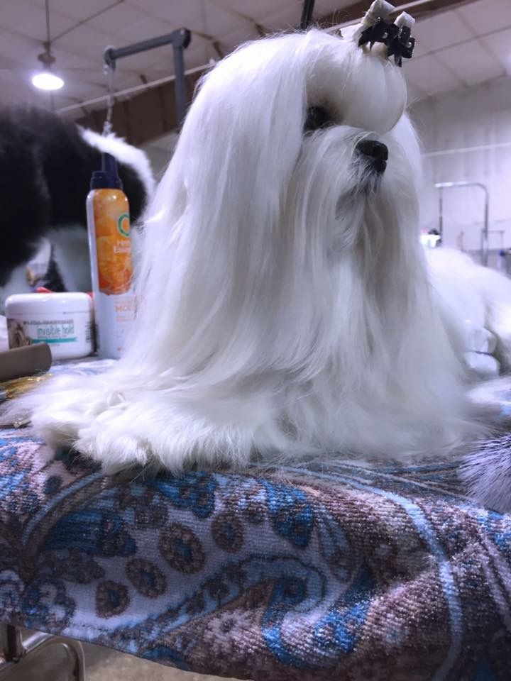 Armani from the Southern Silks Maltese Doll Collection