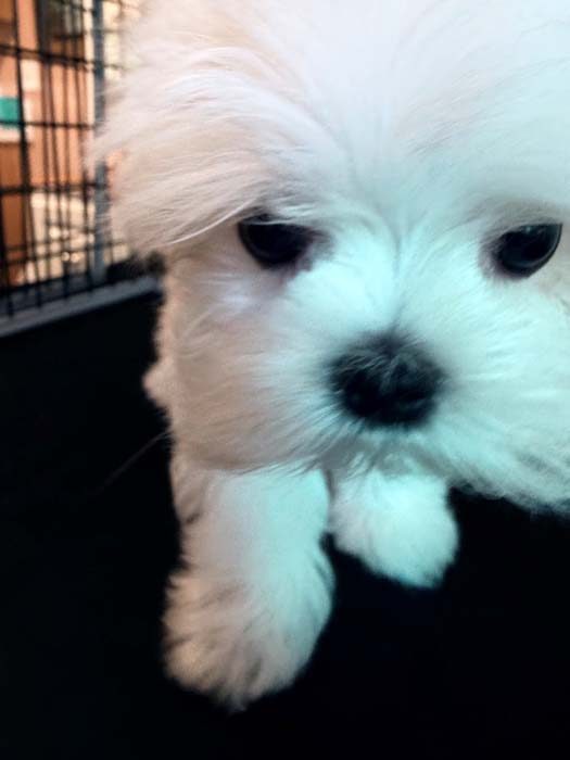 Sugar posing for her puppy portrait