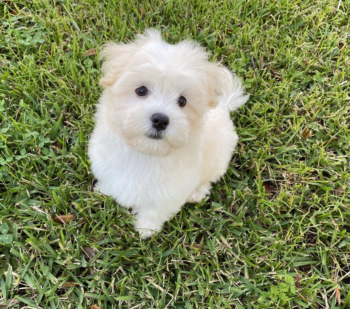 Cream Havanese puppy sitting in grass