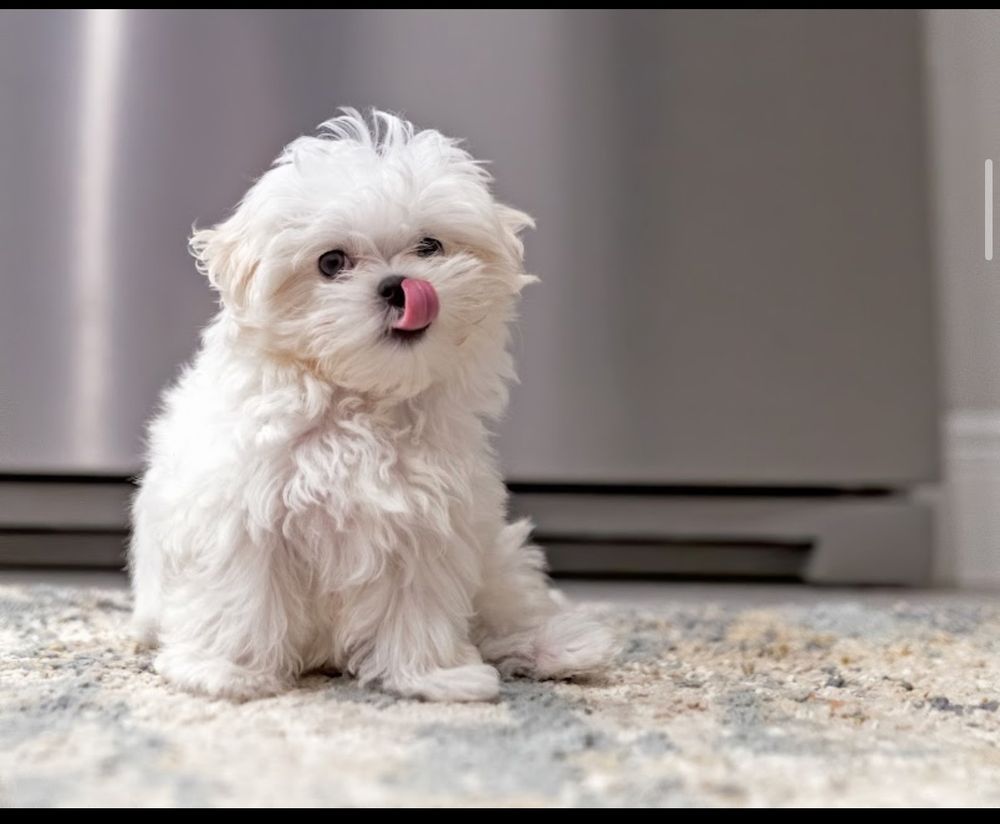 Dog photo shared with David Turko’s Google review
