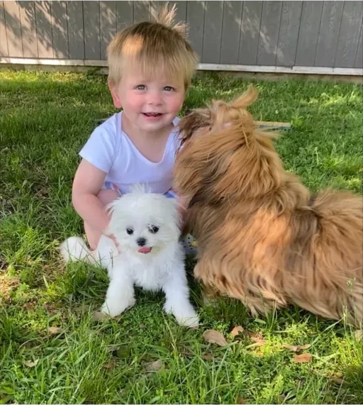 A child playing outdoors with white and red Havanese puppies