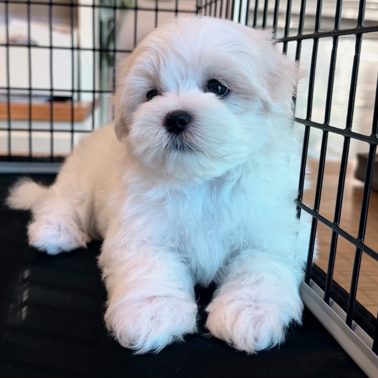 Lonnie Jr. sitting in his playpen and looking toward the camera
