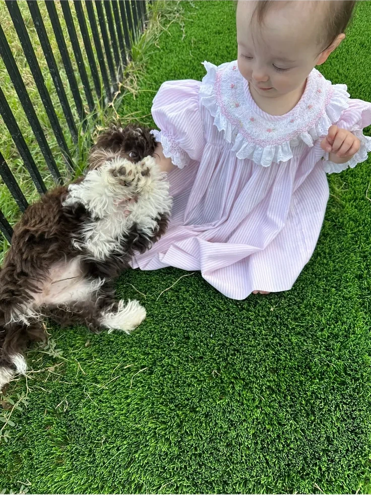 A child standing beside playful Havanese puppies outdoors