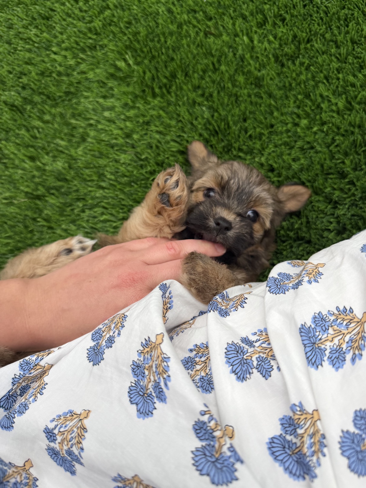 Bear, a red sable Havanese puppy, lying on his back on the grass playing with a hand