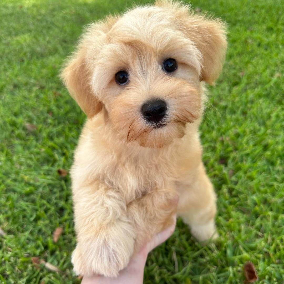 Havanese with red coat coloring