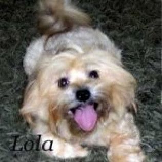 Lola — Havanese from the Southern Silks gallery