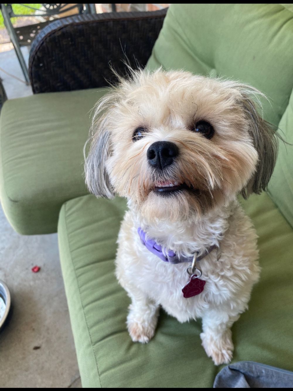 Dog photo shared with Sonia Taylor’s Google review