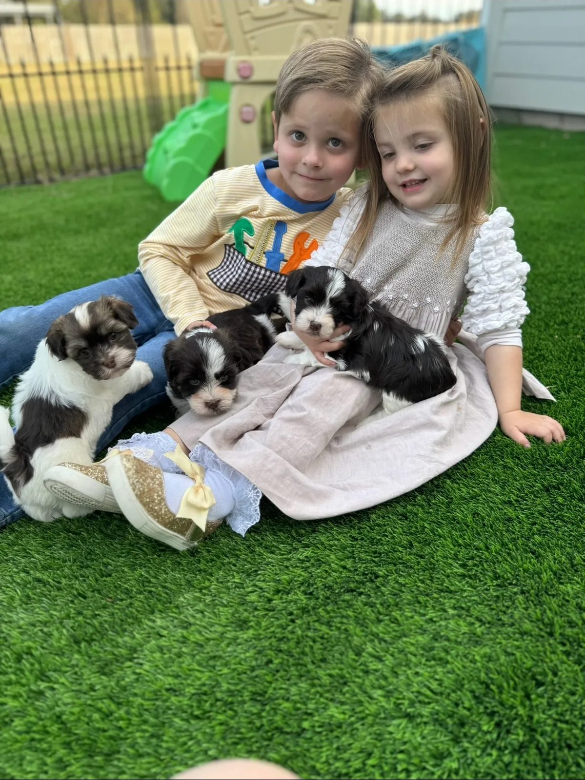 Two children surrounded by Havanese puppies on the lawn