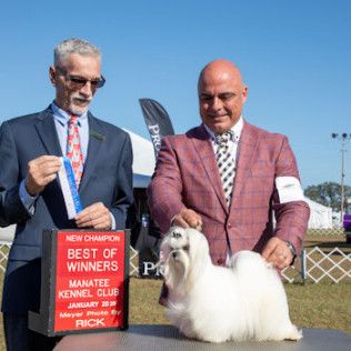 Creator, a Southern Silks champion