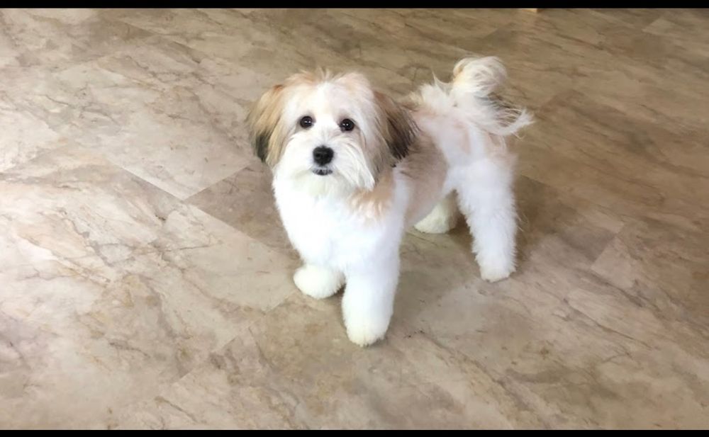 Dog photo shared with Jan Bordelon’s Google review