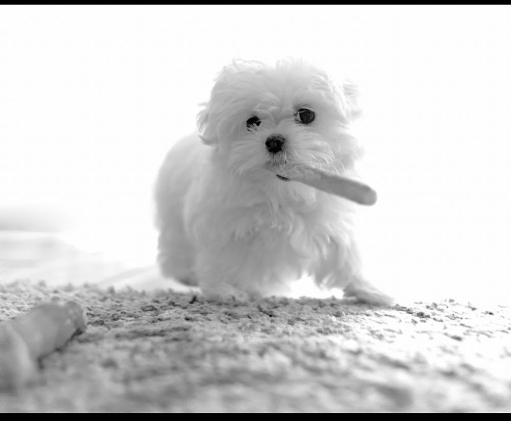 Dog photo shared with David Turko’s Google review