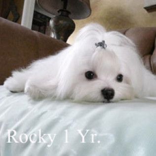 Rocky from the Southern Silks gallery