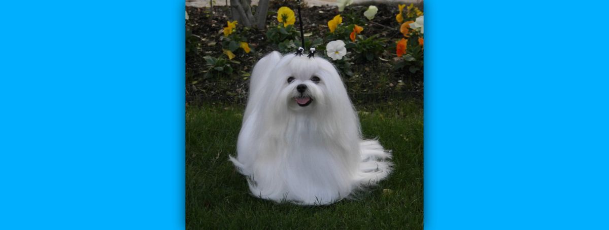 Southern Silks family, puppies, and program history