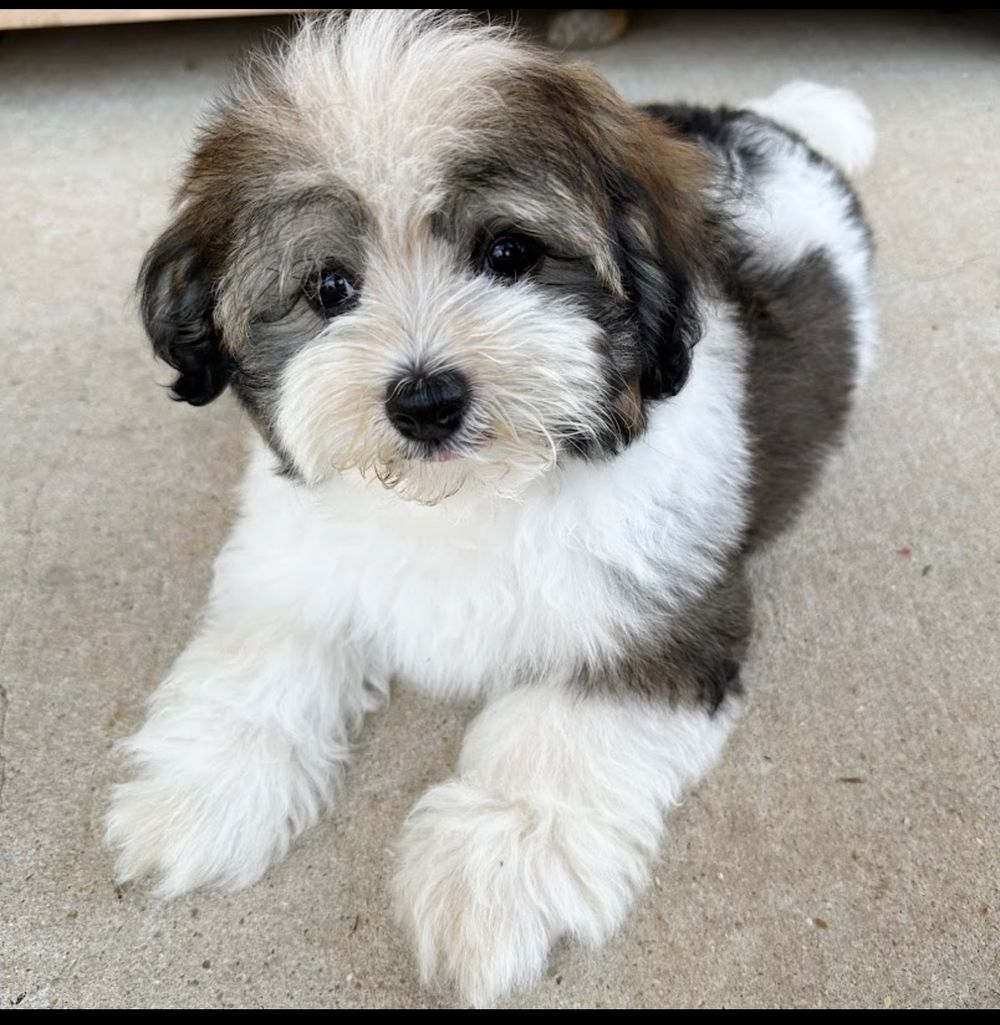 Dog photo shared with Susan Culbertson’s Google review