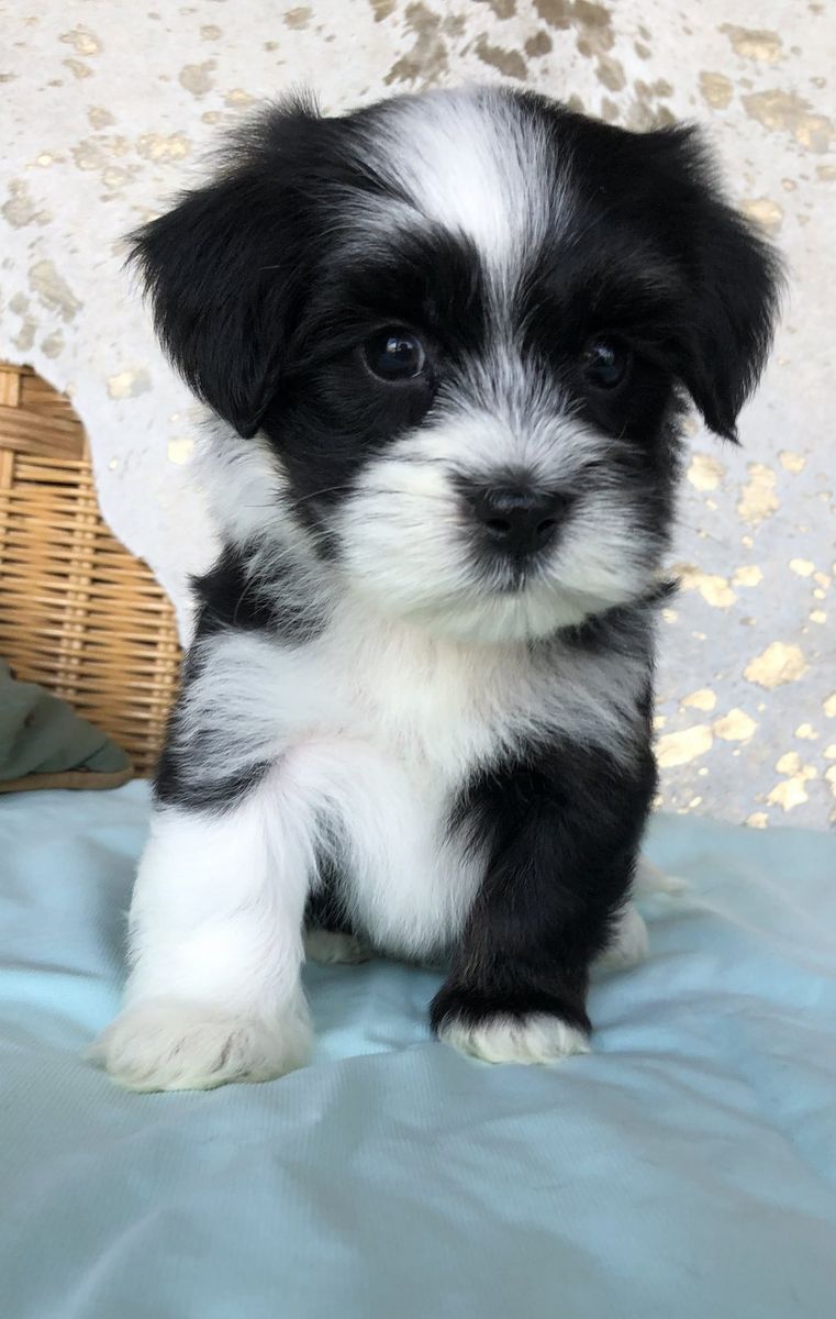 Havanese with pied black and white coat coloring
