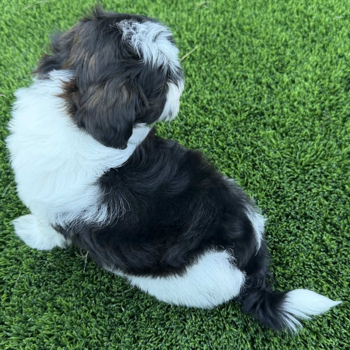 Biscuit sitting on the grass, showing the markings on his back