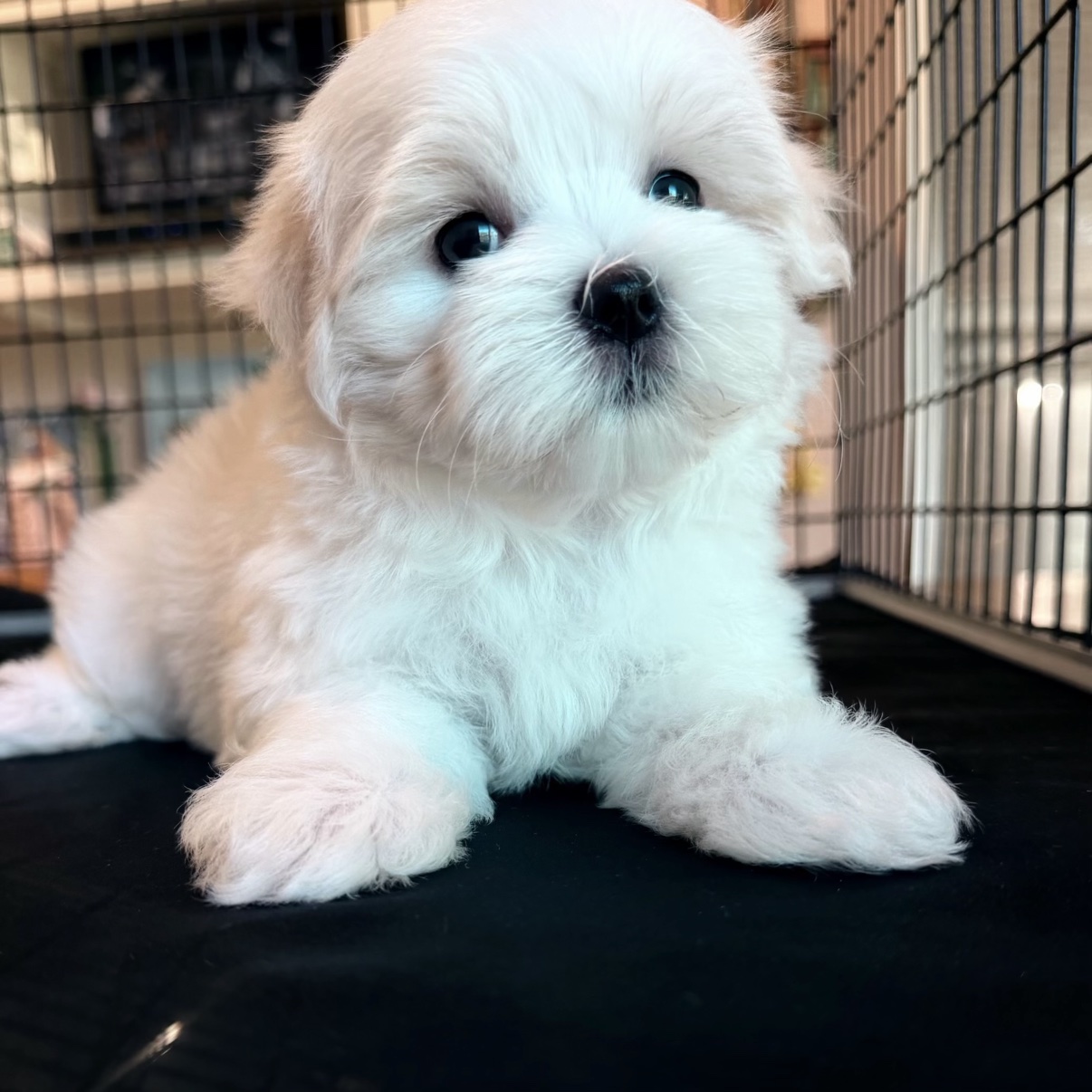 Lonnie Jr., a cuddly male Maltese puppy, looking up at the camera