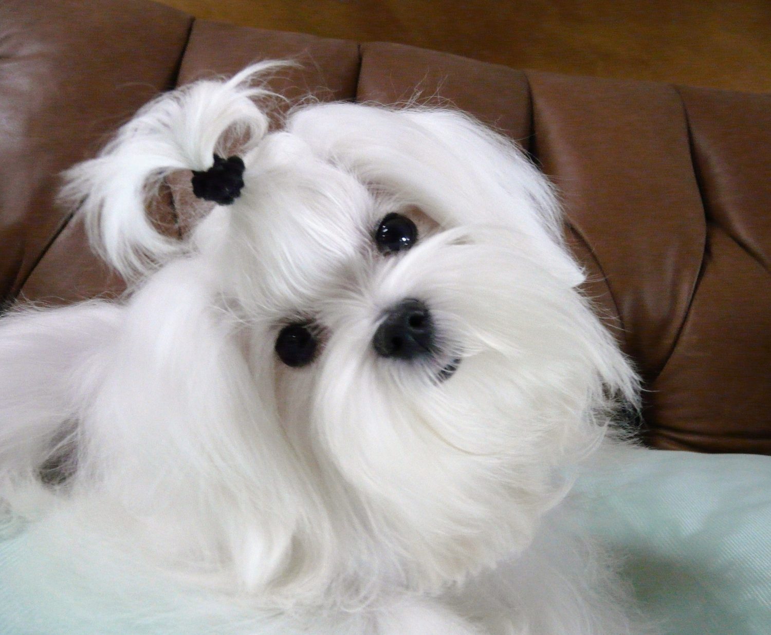 Maltese puppy Gabbe with a bow looking at the camera