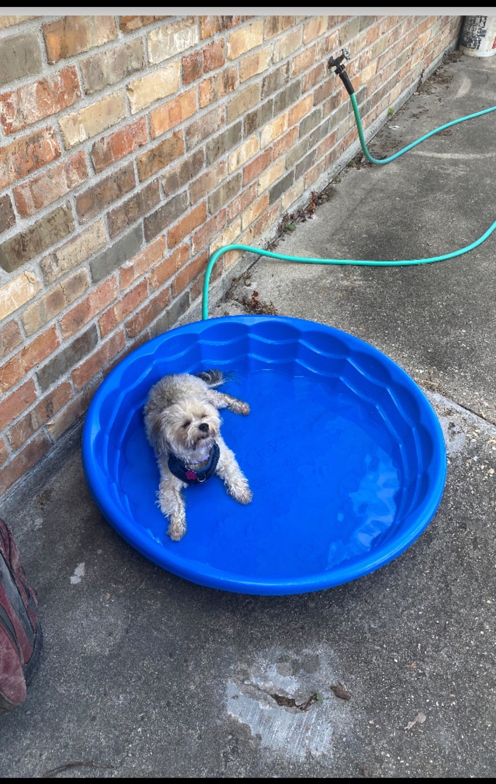 Dog photo shared with Sonia Taylor’s Google review