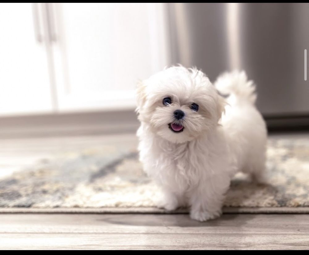 Dog photo shared with David Turko’s Google review