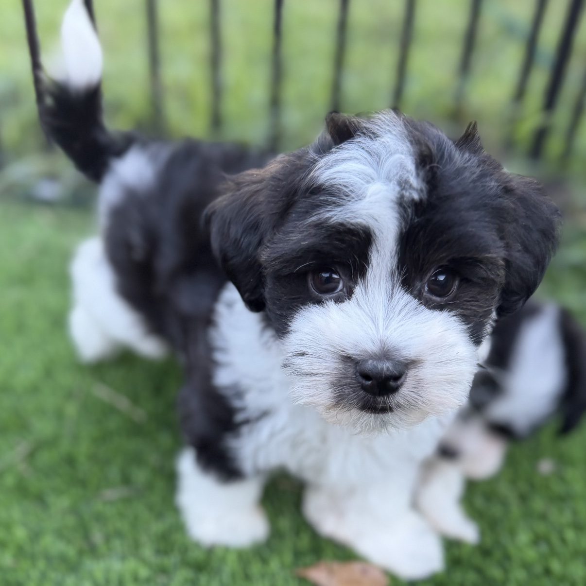 Biscuit standing close to the camera with his tail up