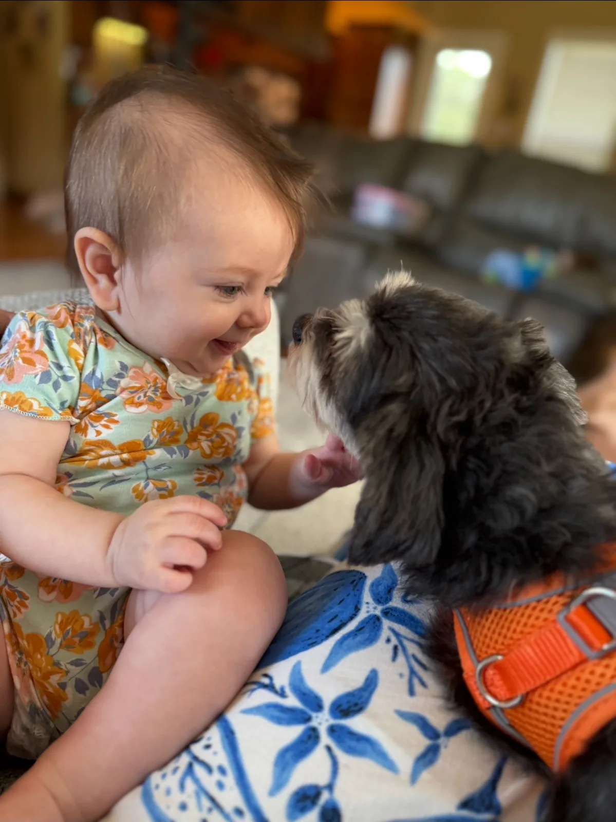 A baby reaching gently toward a dark-coated Havanese puppy