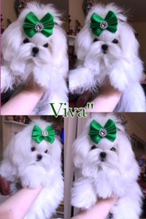 Viva from the Southern Silks Maltese Doll Collection