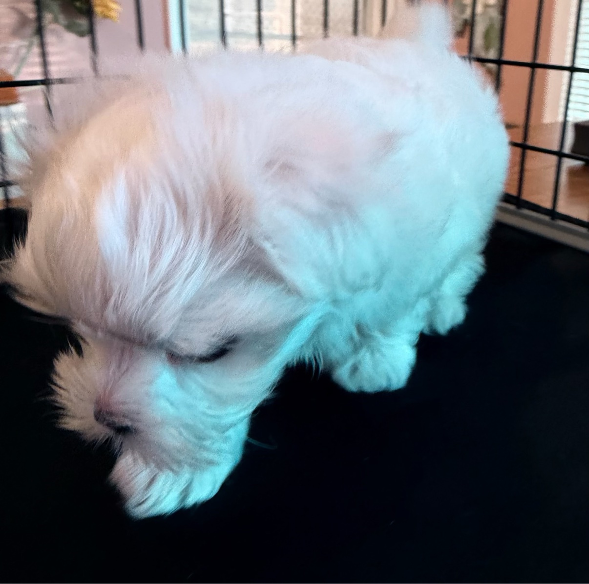 Andy standing with his head lowered, showing his soft white coat