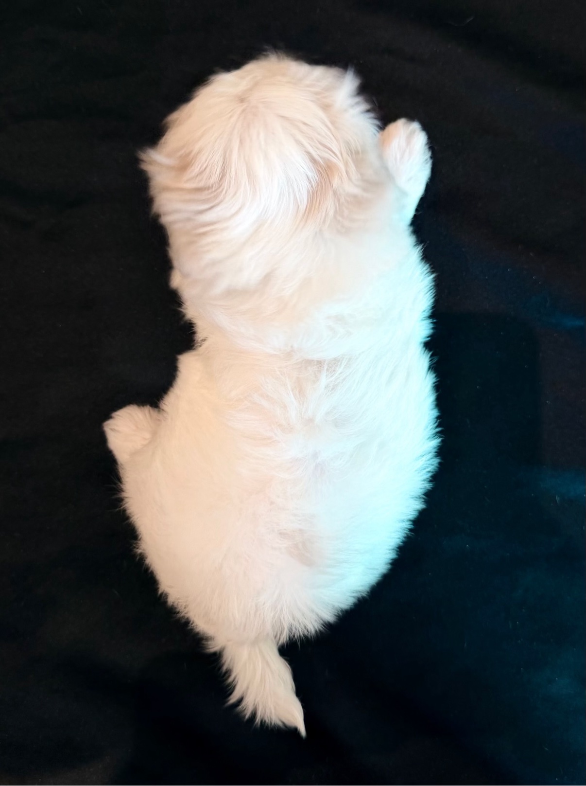 Angel lying on her back, showing her fluffy white coat