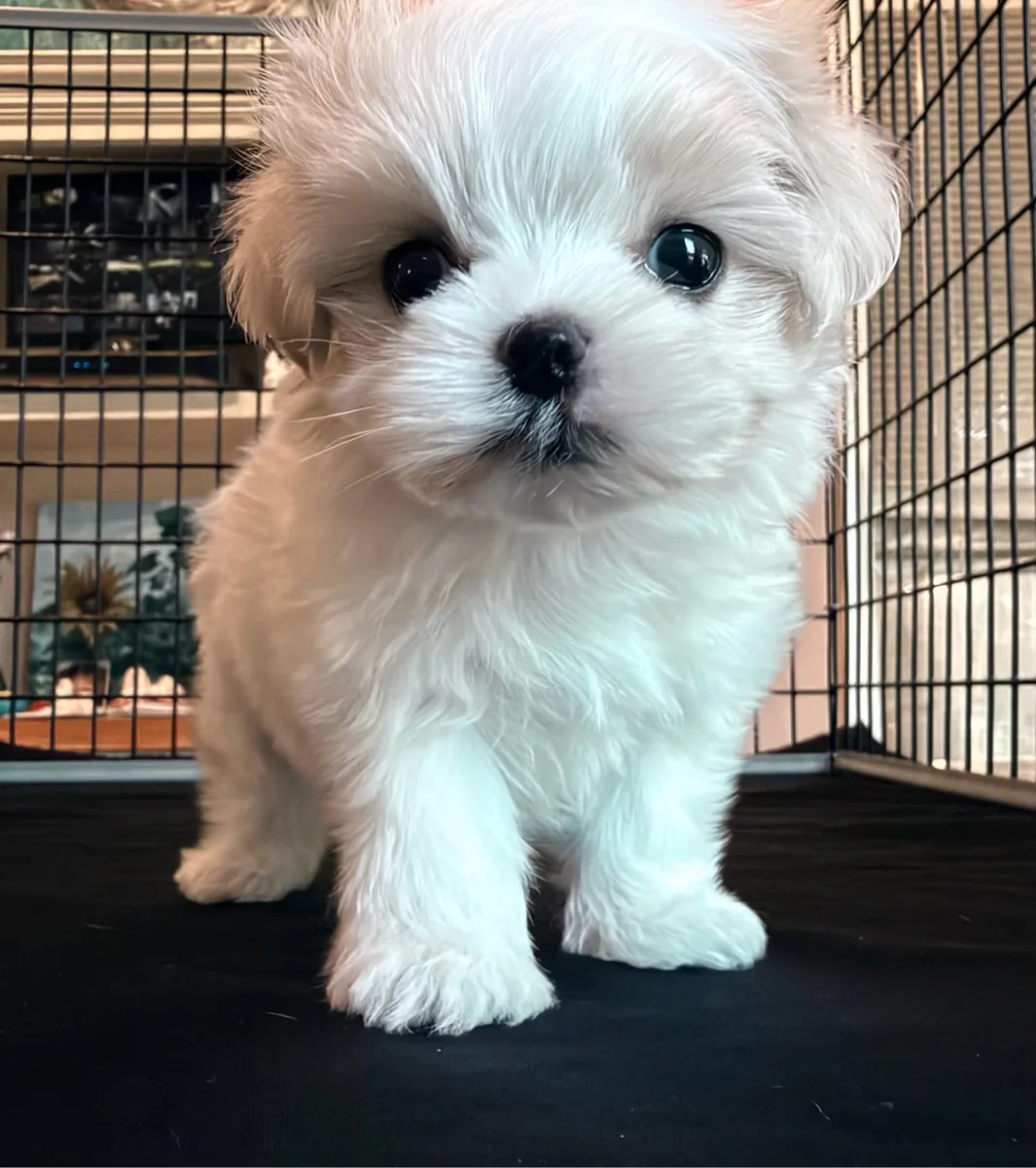 Angel standing and looking at the camera
