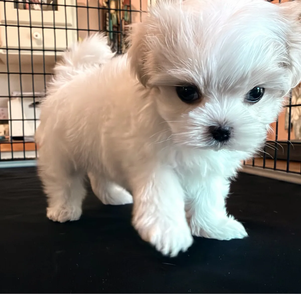 Angel standing in her playpen, looking down