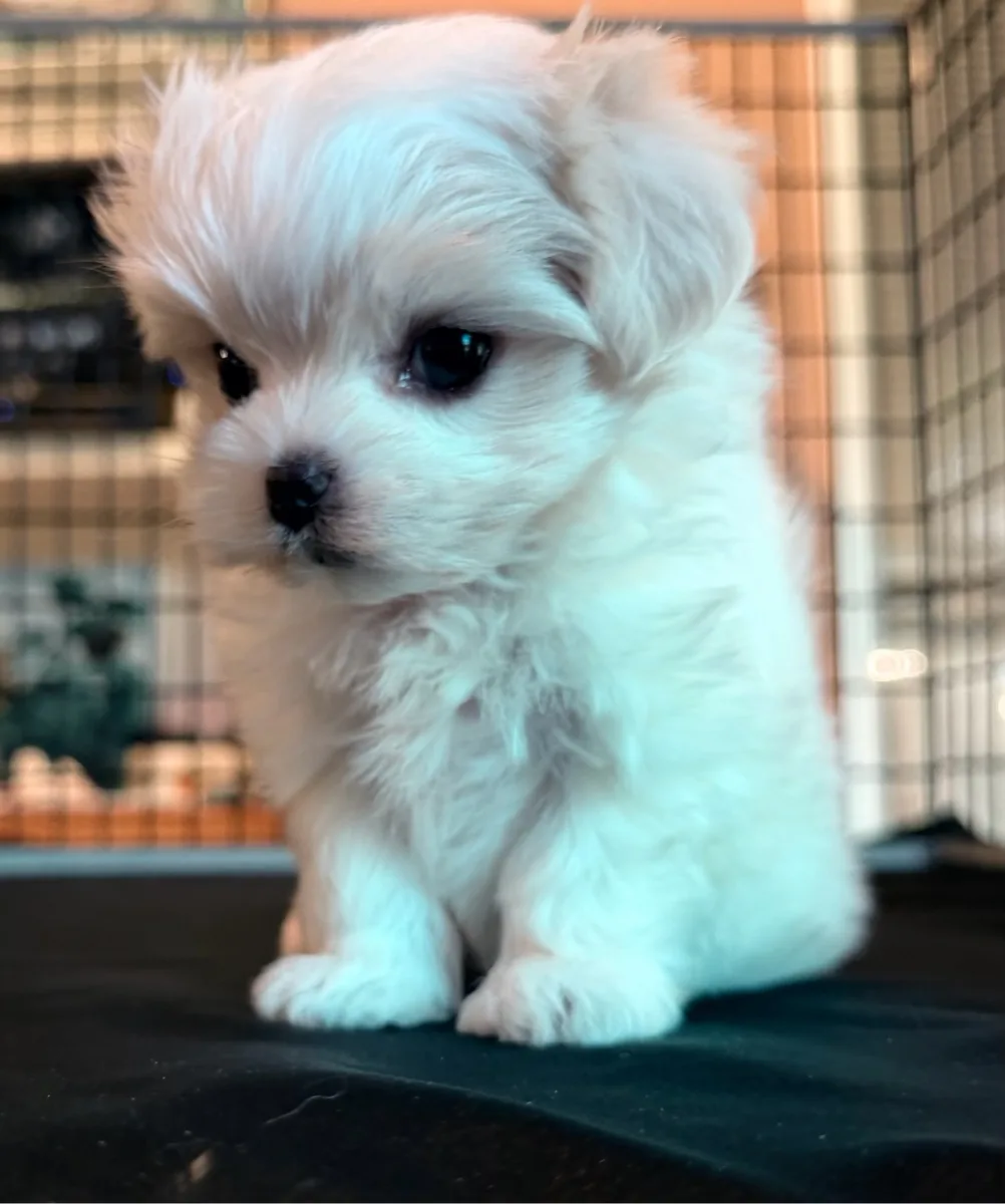 Angel sitting and looking to the side, showing her fluffy white Maltese coat