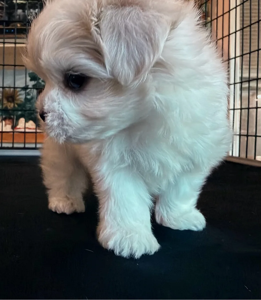 Angel standing in profile, showing her snow-white coat