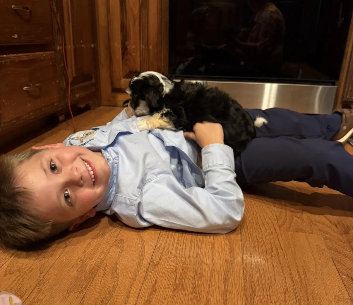 A child lying on the floor with two Havanese puppies