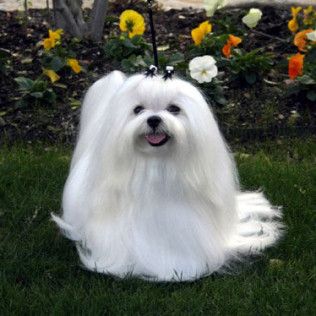 Fabs, a Southern Silks champion