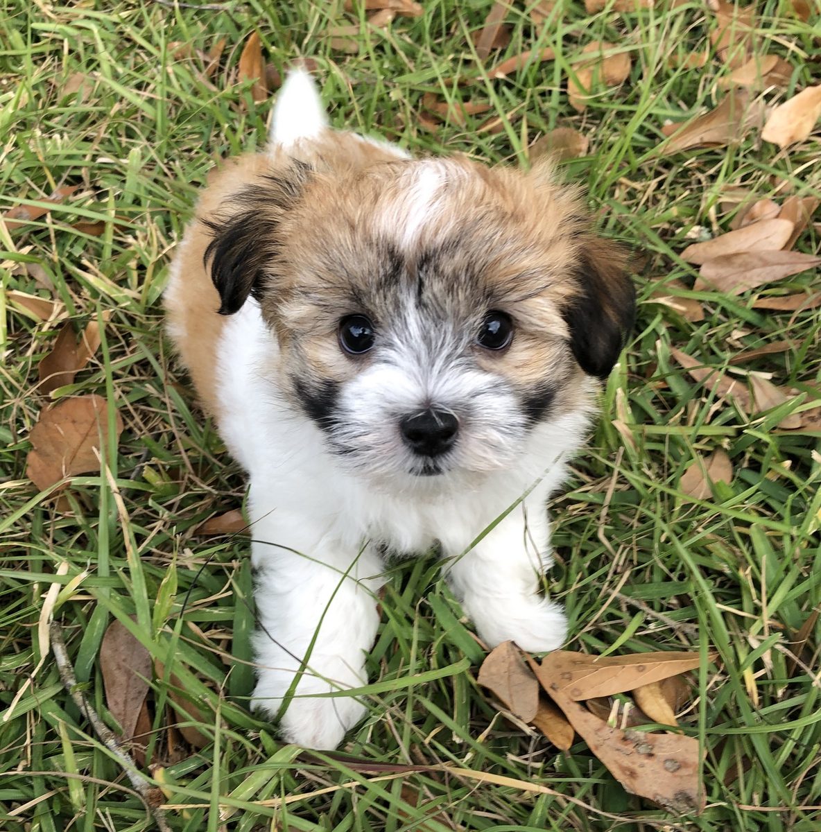 Red and white parti Havanese puppy standing in grass