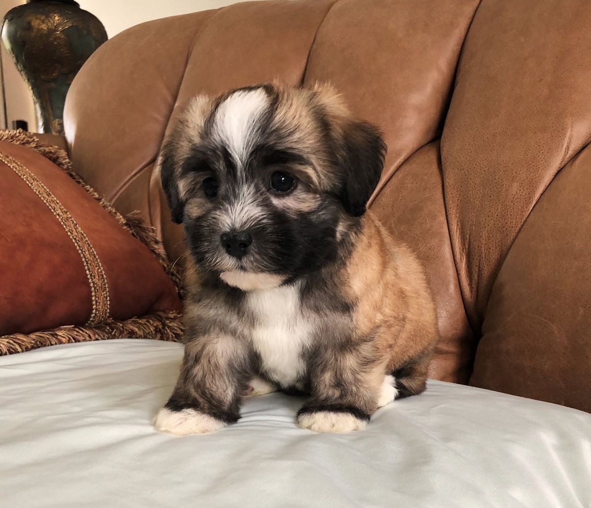 Havanese with pied red sable ii coat coloring