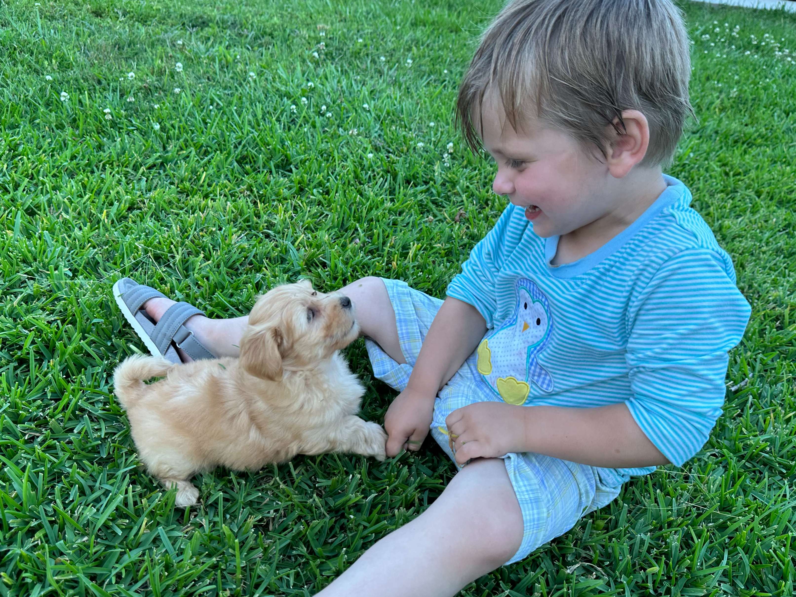 A Southern Silks child sitting in the grass with small puppies