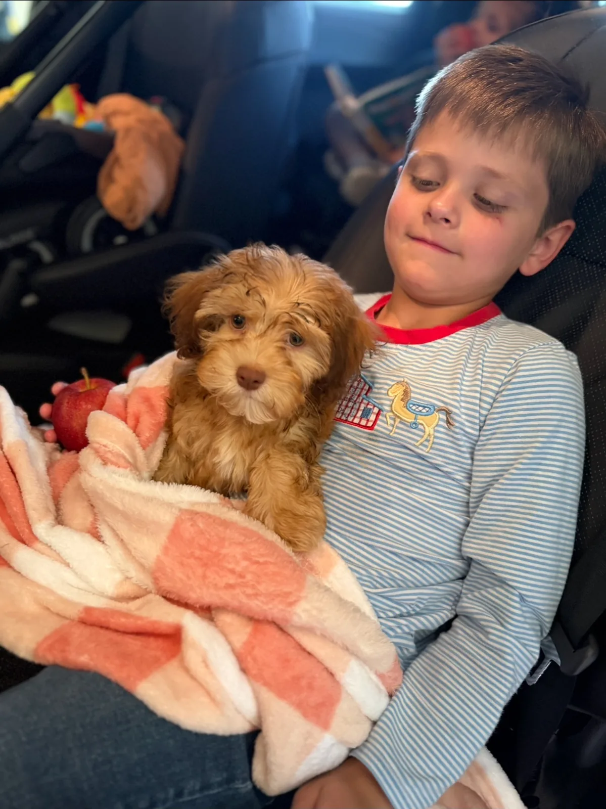A sleepy child resting with a red Havanese puppy