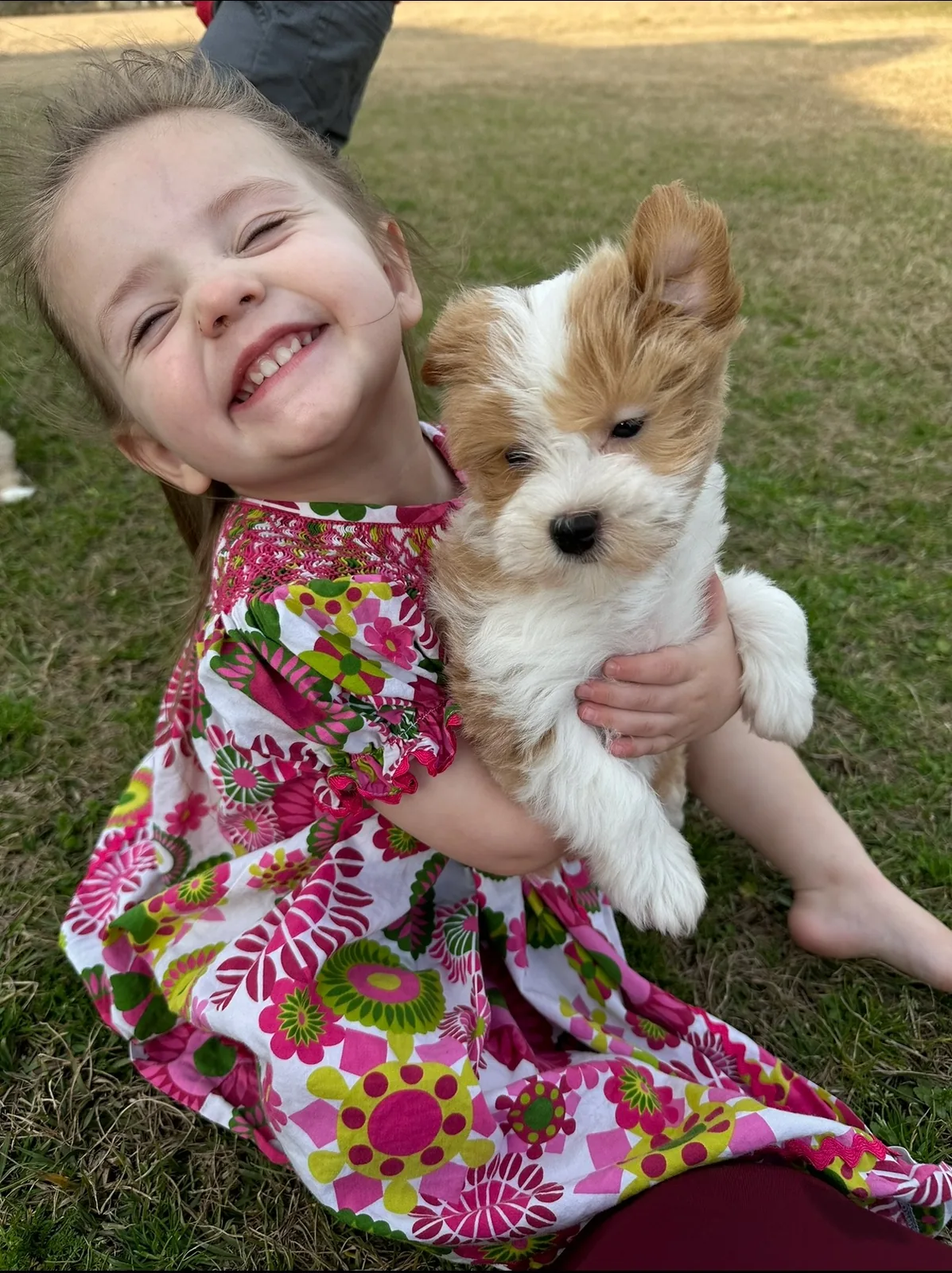 A smiling child cuddling a red-and-white Havanese puppy outdoors