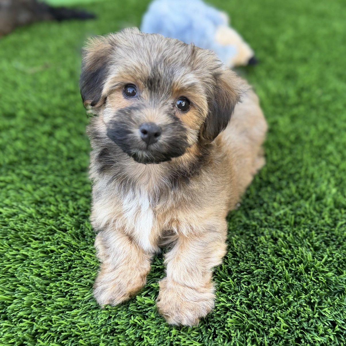 Bear, a red sable Havanese puppy, lying on the grass looking at the camera
