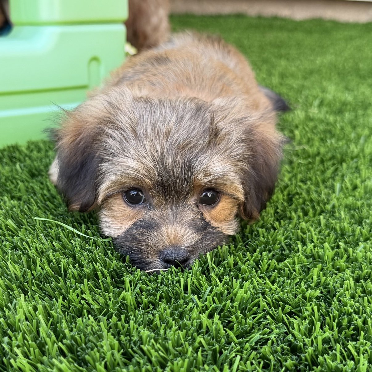 Bear, a red sable Havanese puppy, lying on the grass with his chin down