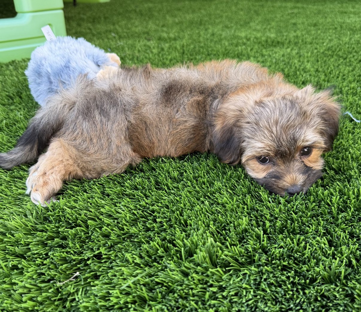 Bear, a red sable Havanese puppy, lying on the grass beside a toy