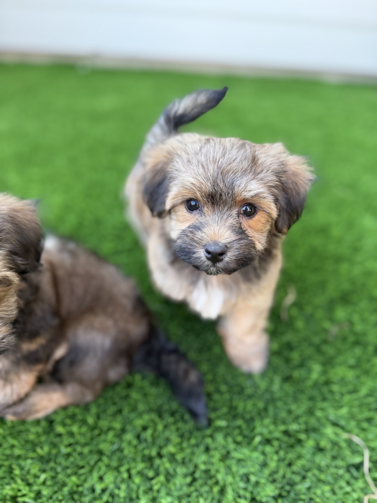 Bear, a red sable Havanese puppy, standing on the grass looking at the camera