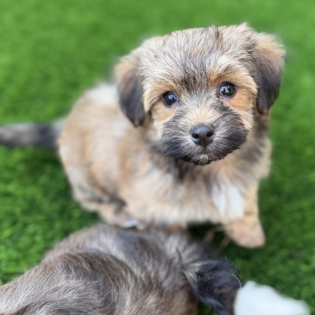 Bear, a red sable Havanese puppy, sitting on the grass looking at the camera