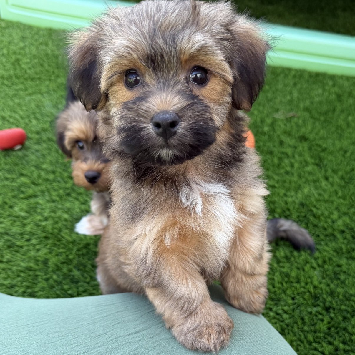 Bear, a red sable Havanese puppy, sitting on the grass with another puppy behind him