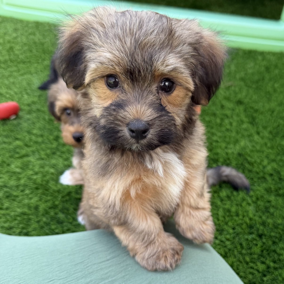 Bear, a red sable Havanese puppy, sitting on the grass looking at the camera