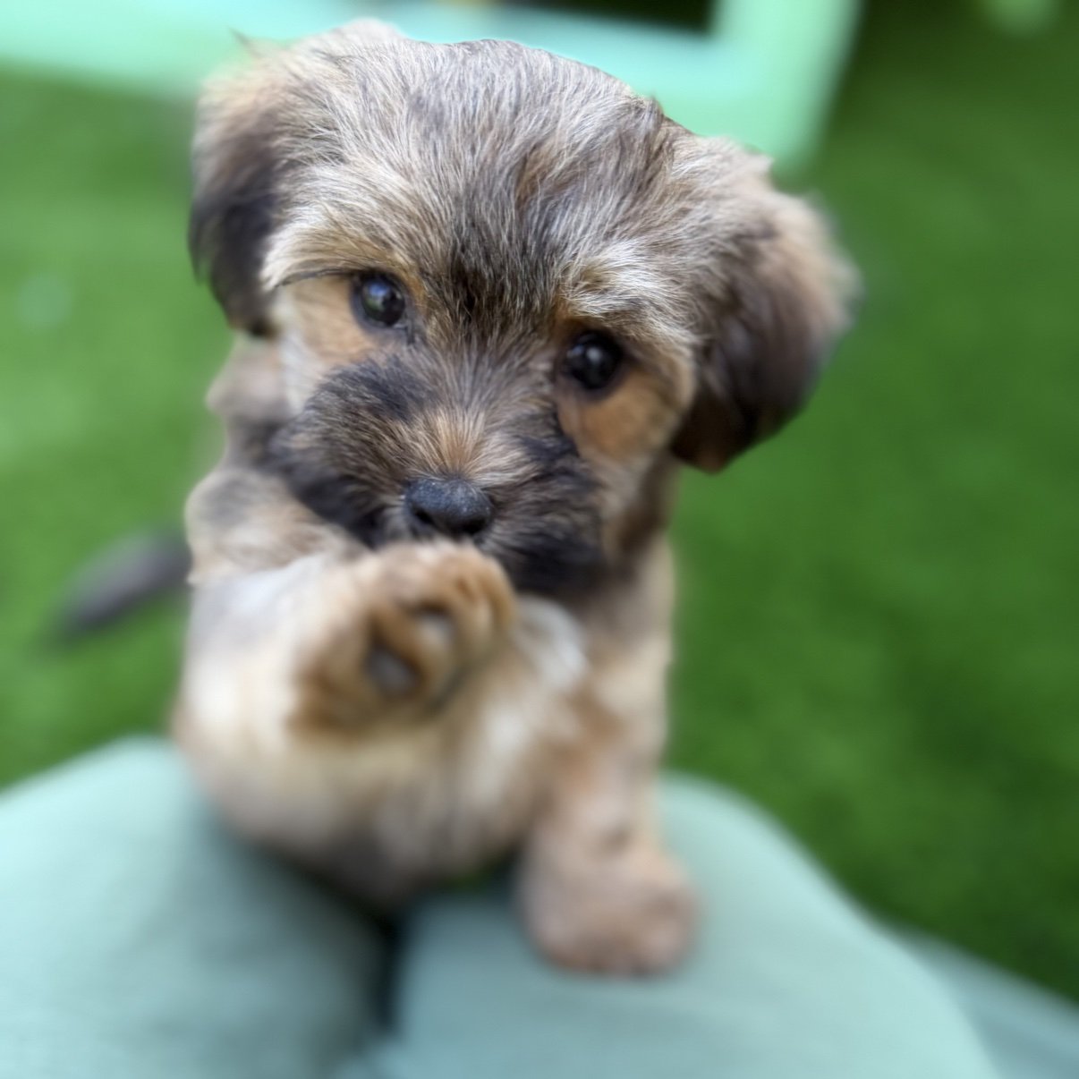 Bear, a red sable Havanese puppy, reaching a paw toward the camera