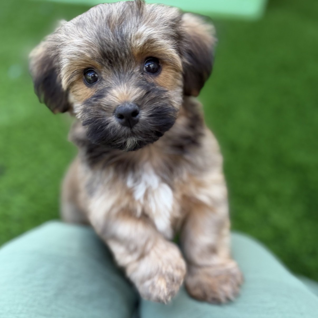 Bear, a red sable Havanese puppy, sitting on the grass looking at the camera